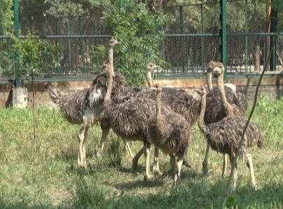 in a first lahore safari zoo hatches 11 baby ostriches through successful incubation in a first lahore safari zoo hatches 11 baby ostriches through successful incubation
