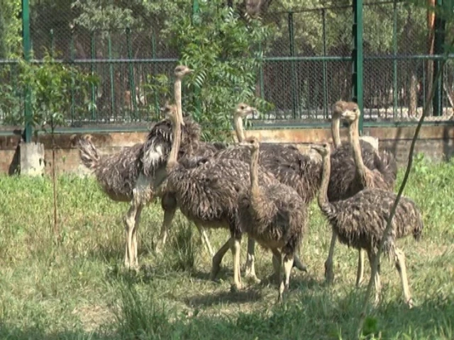 lahore safari zoo hatches 11 ostrich chicks through artificial incubation for the first time photo express